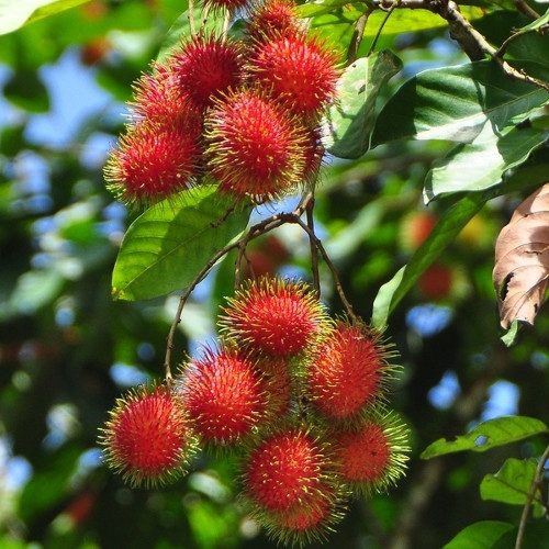 Pokok Rambutan Anak Sekolah Anak Pokok Rambutan Anak Sekolah Pokok Rambutan Anak Shopee Malaysia