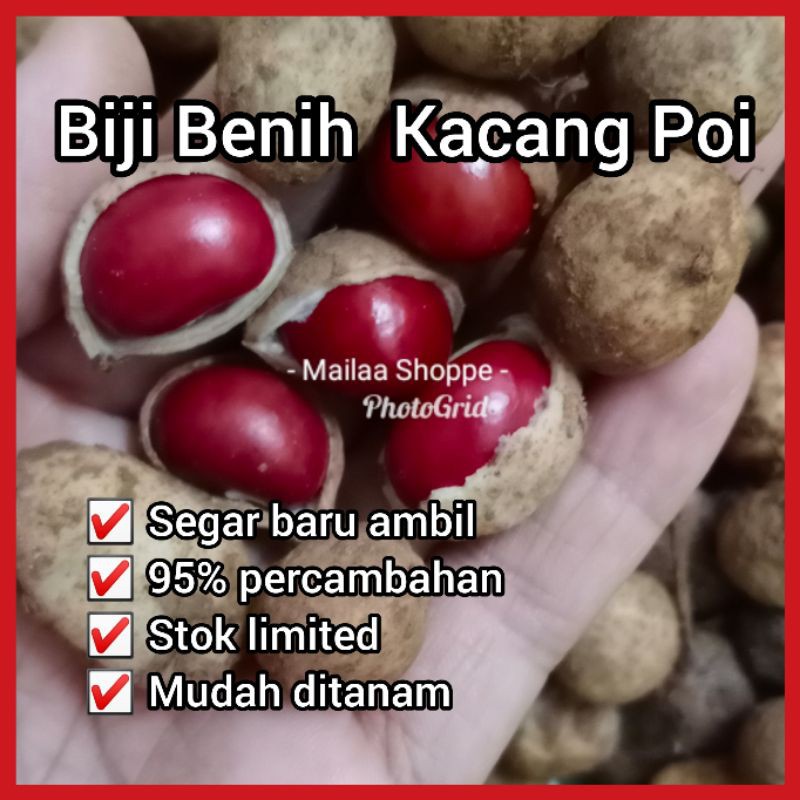 Kacang Poi Kacang Pool Kacang Eksotik Shopee Malaysia