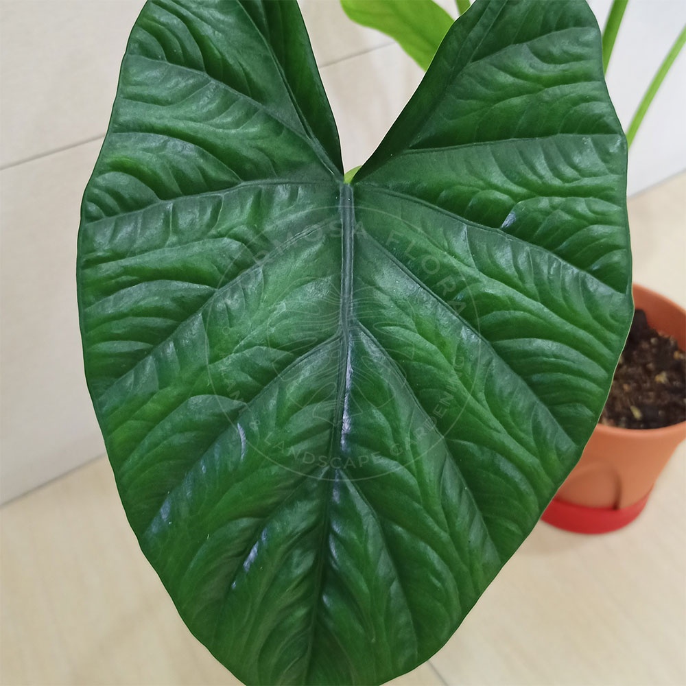 Formosa Alocasia Lukiwan indoor plant/real plant/gardening [WM Only