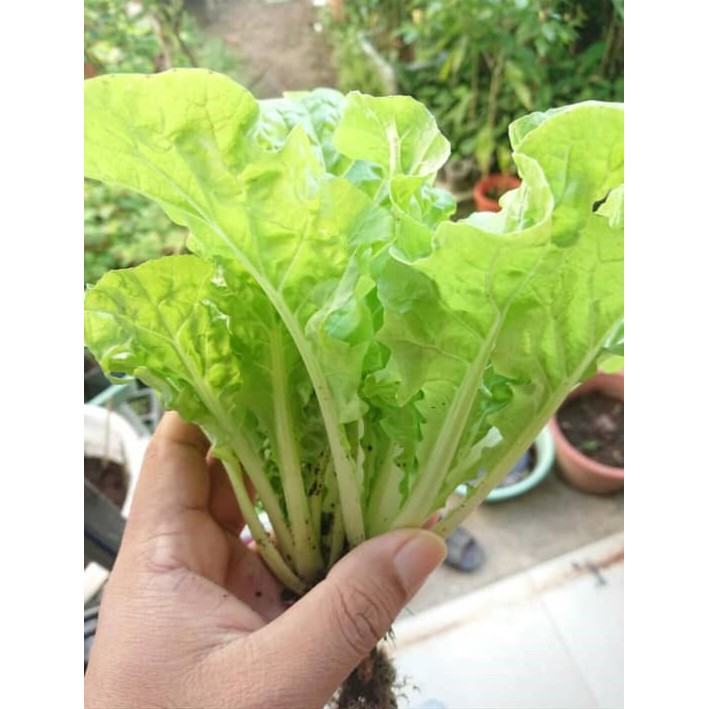 Fmk013 Sayur Putih Keriting 皱叶白菜wrinked Leaves Pakchoi Shopee Malaysia