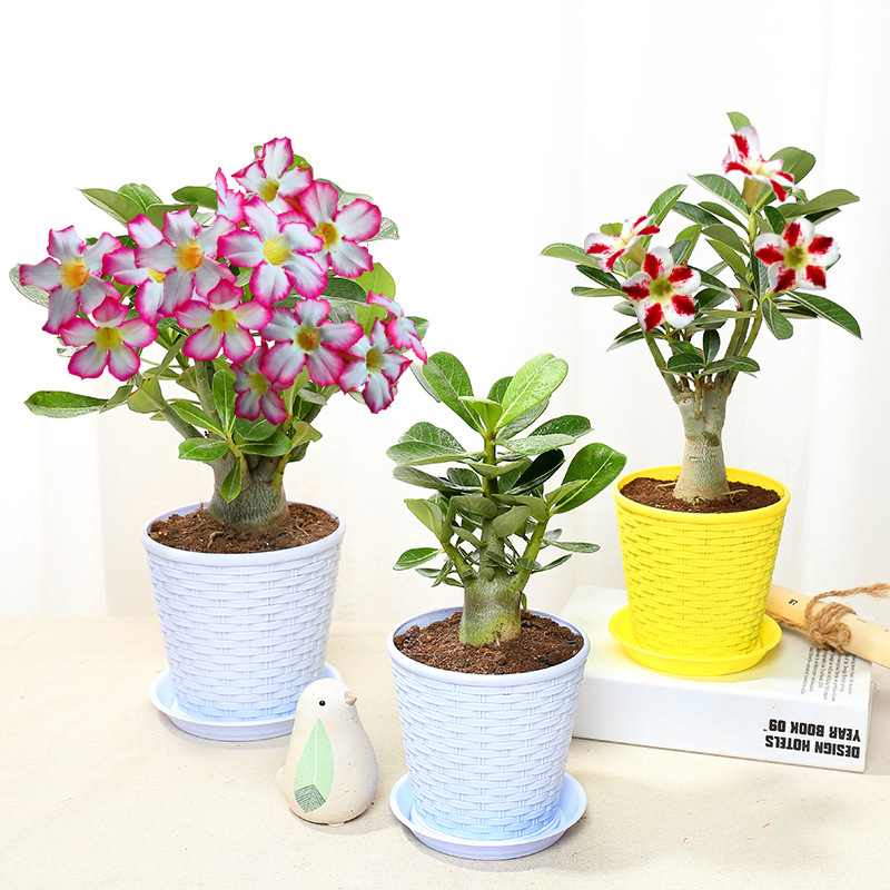 沙漠玫瑰盆栽花大重瓣花卉观花植物室内花盆栽四季带花多肉