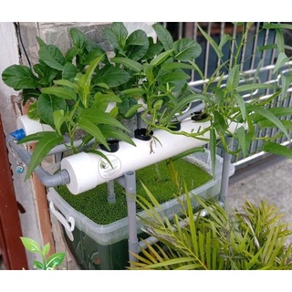 aquaponic - Prices and Promotions - Sept 2022 | Shopee Malaysia