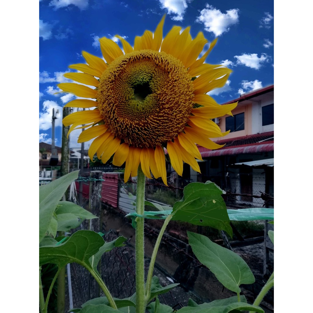 80% tumbuh (Bunga Besar) benih bunga matahari sunflower ...