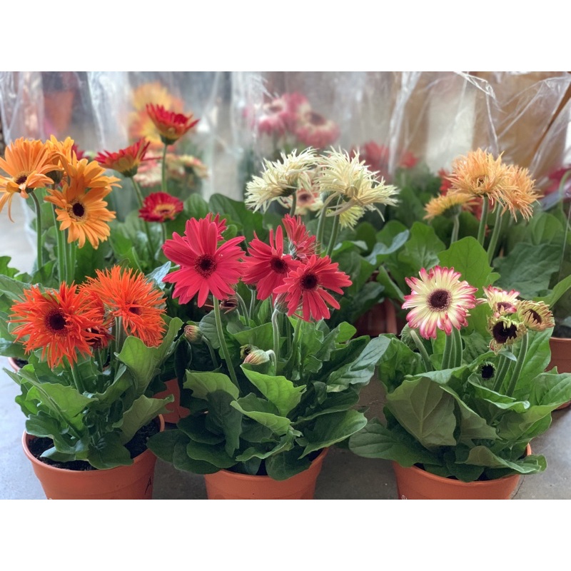 POKOK DAISY WITH POT | Shopee Malaysia