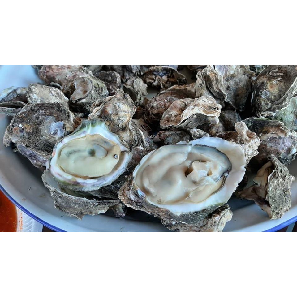 Harga Oyster Di Malaysia