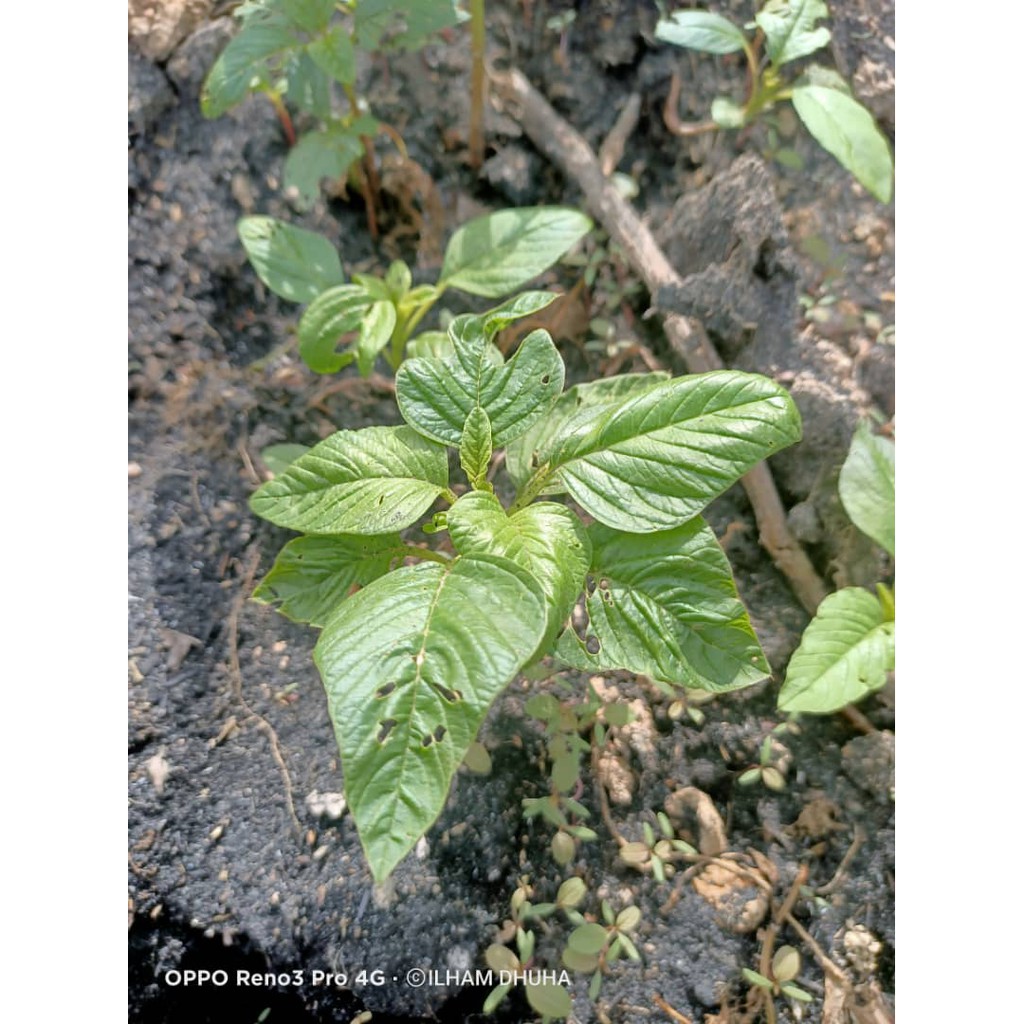 ANAK POKOK BAYAM TANAH / ANAK POKOK BAYAM BESAR / BAYAM TANAH / BAYAM ...