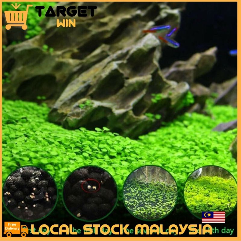 Seeds Fast Pantas grow Aquarium Tanam Dalam Air Grass Aquarium Aqua ...