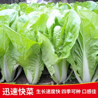 Various seeds快菜种子小白菜籽四季小白菜种籽苗春季青蔬菜菜种孑阳台 