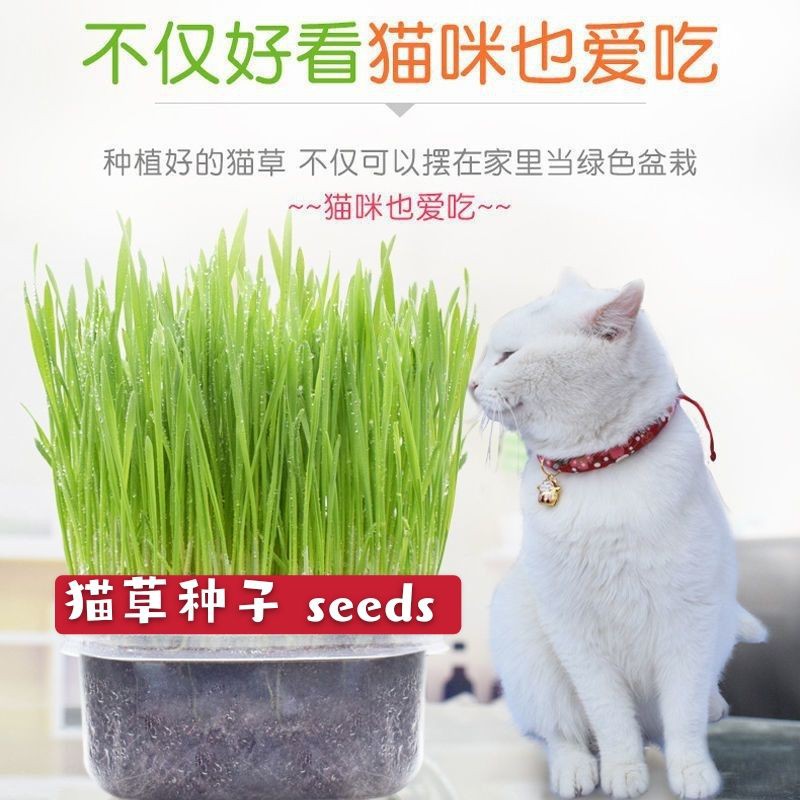 R S现货 Catnip Cat Cat Grass Seed Cat Grass Bibimbap 猫猫草种子猫草拌饭 Shopee Malaysia