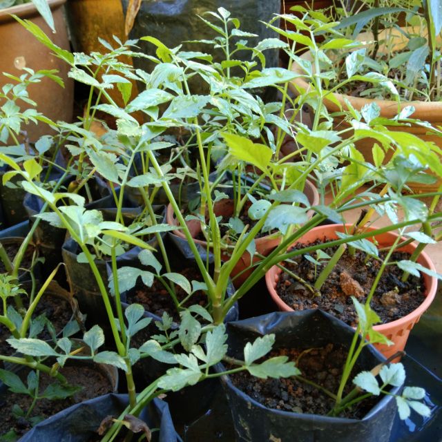 Daun Selom Benih Anak Pokok Efzeen Dan Pepokok Shopee Malaysia