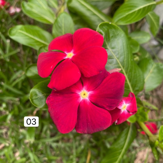 15 Biji Benih Vinca Tapak Dara Code 03 Shopee Malaysia