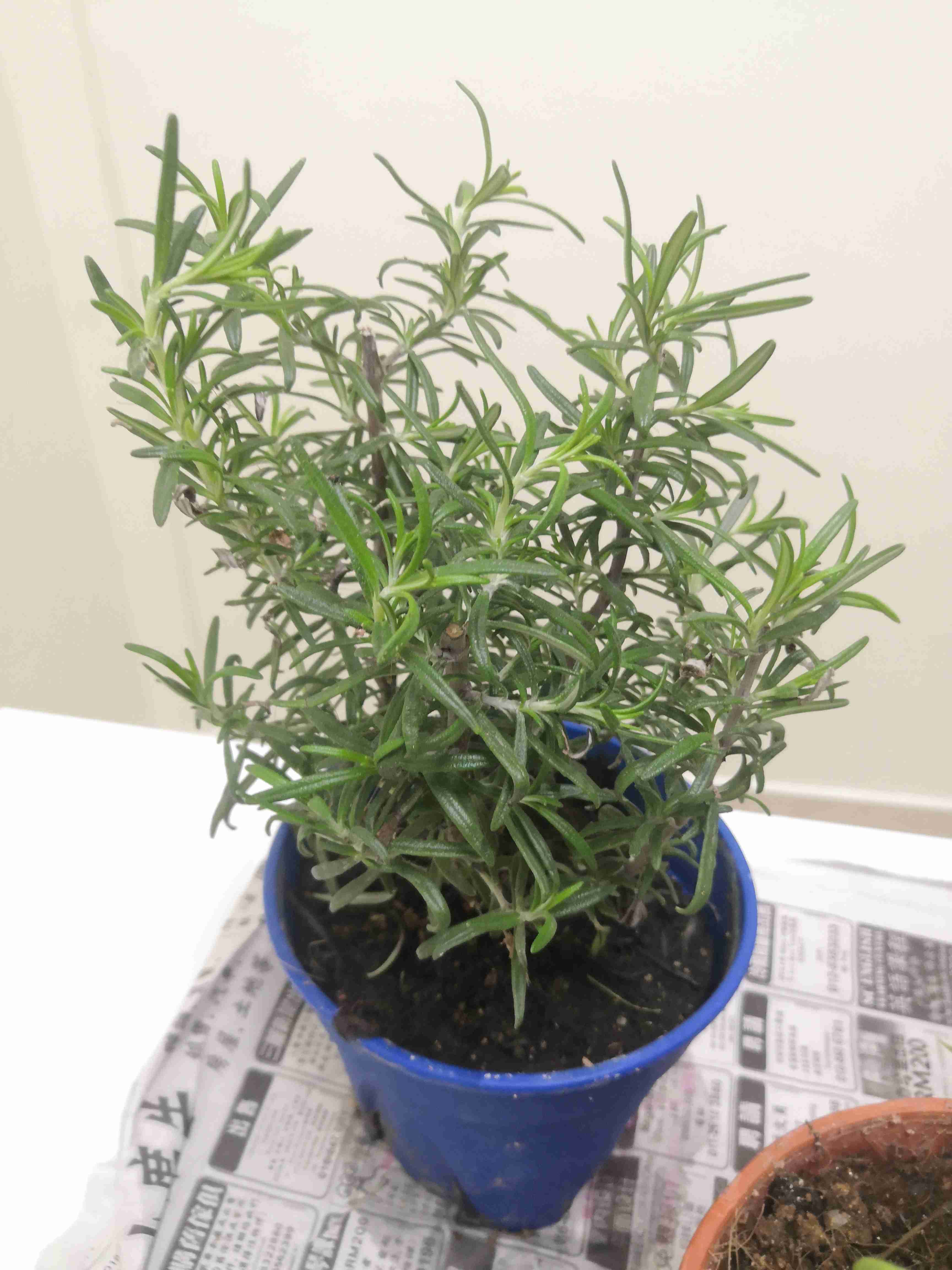 Anak Pokok  Bunga Herba Rosemary  Live Plants Rosemary  Herb 