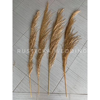 Daun Pampas Kering Dry Grass Weed Leaves Wedding Flower Daun Pampas Kering Dry Grass Weed Leaves Wedding Flower