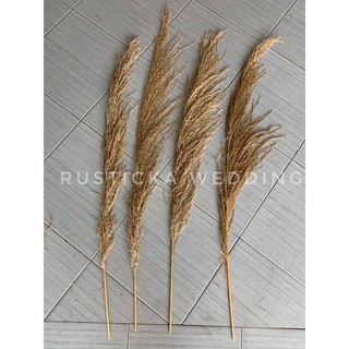  Daun Pampas Kering  Dry Grass Weed Leaves Wedding Flower 