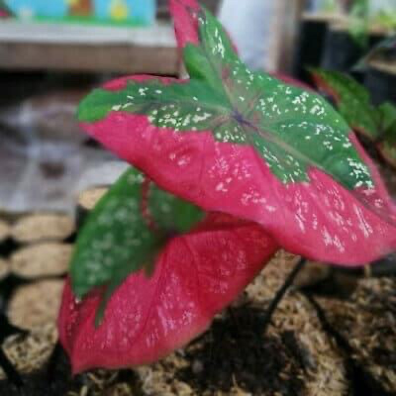 Buy 🌿🌿red baret thai caladium🌿🌿  SeeTracker Malaysia