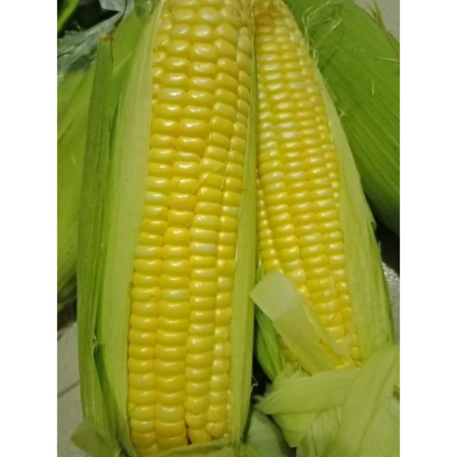 30biji Benih Jagung Madu Ag Seeds F1316 Shopee Malaysia