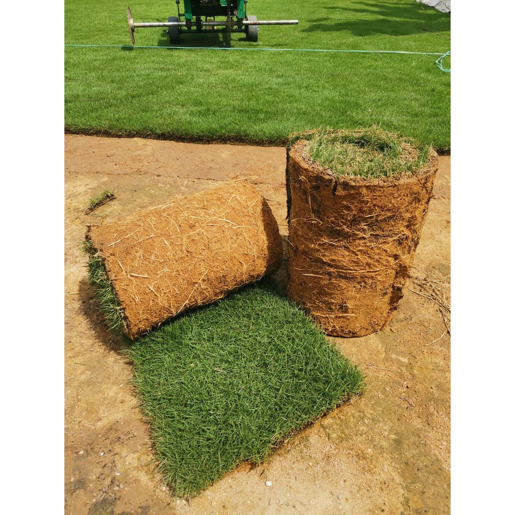 Buy Rumput Jepun Gred A Potong 1 X 5 Ft Seetracker Malaysia