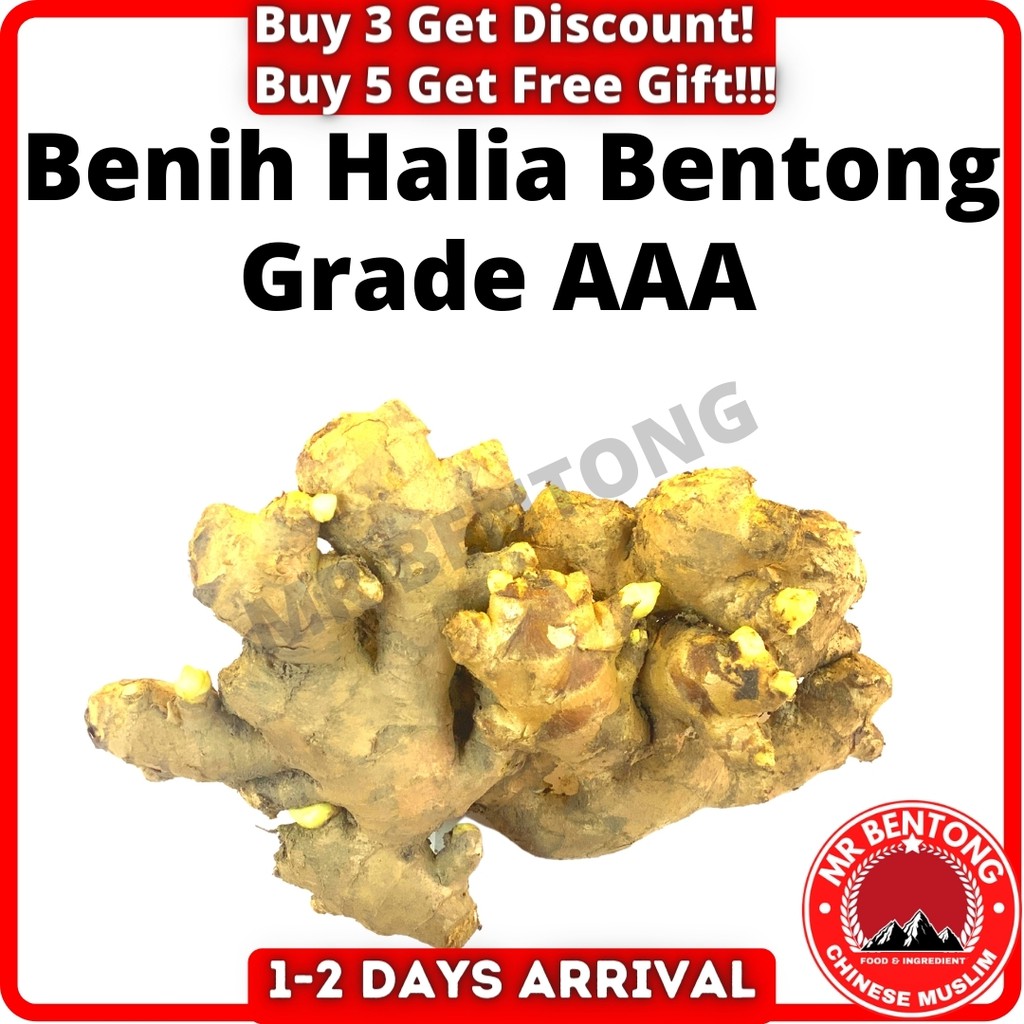 Benih Halia Bentong 文冬姜 种子 Grade a Polibeg Bentong Ginger Sprout Mr Sotong Bentong Star 鱿鱼先生 Shopee Malaysia