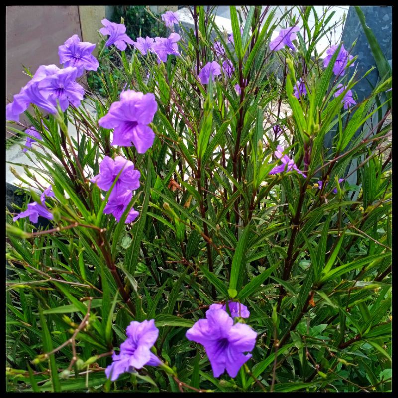 Ruellia Wild Petunia | Morning Glory | pokok Hiasan | pokok pagar | (10 ...