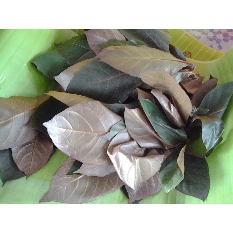 Buy Daun Puding Organik 250g Dimasak Rendang Seetracker Malaysia