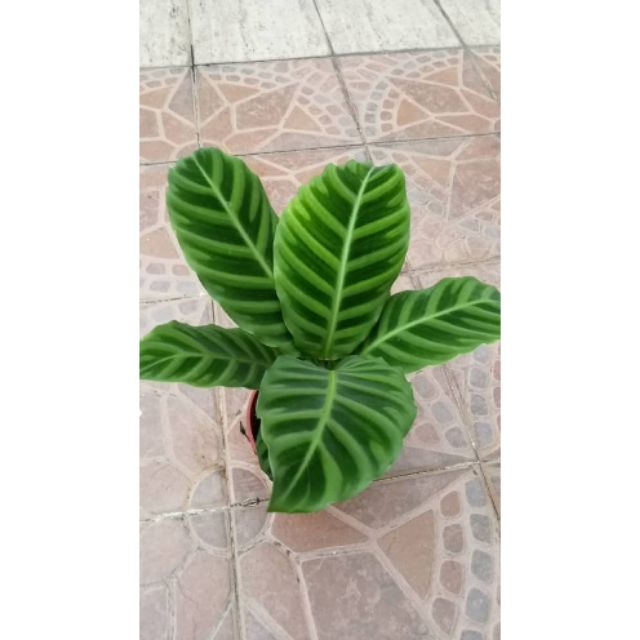 Pokok Calathea  Zebrina  Calathea  zebrina  plant Shopee 