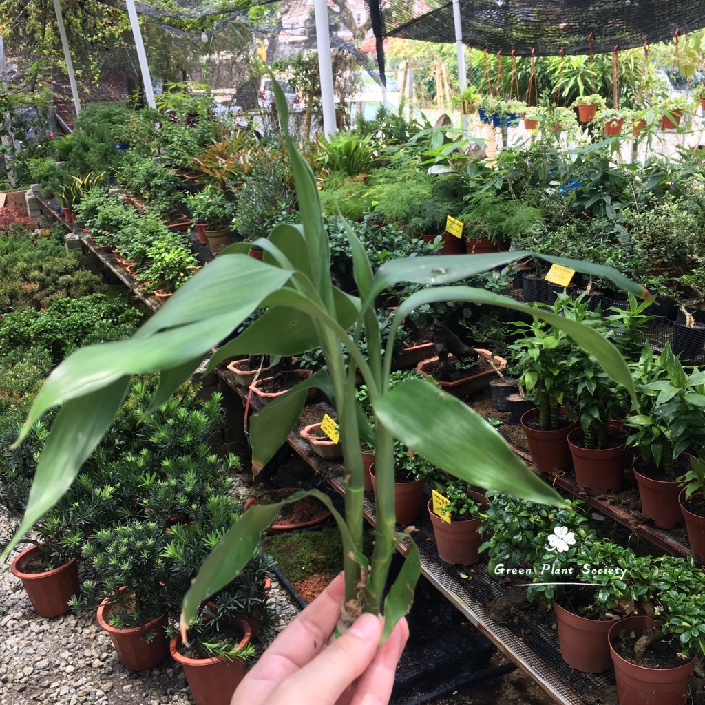 GPS Green Plant Society Live Aquatic Plant - Dracaena deremensis (Green