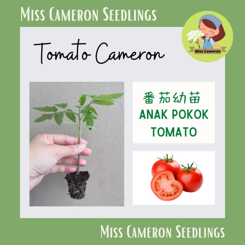 Anak Pokok Tomato 番茄秧苗 Tomato Seedling