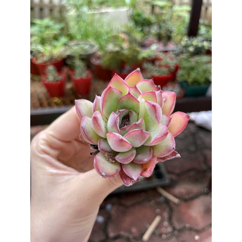 Buy 花月夜多肉植物 Live Imported Succulent Plant Seetracker Malaysia