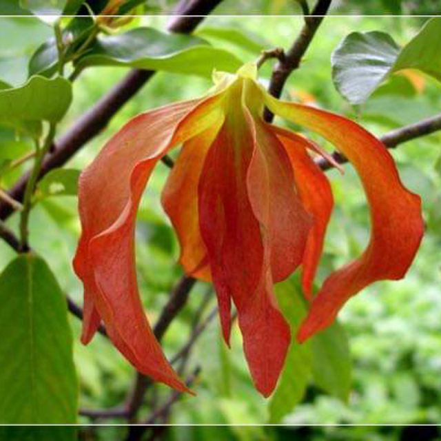 Bunga Daun Merah Malaysia - Bunganya berdiameter 10 cm dan berwarna putih.