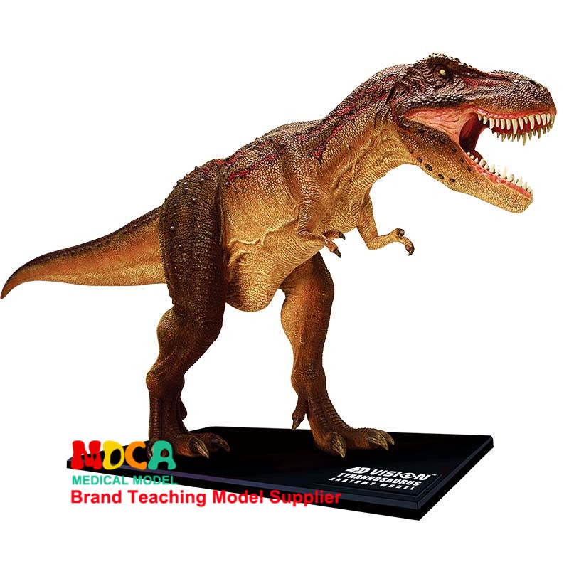 dinosaur anatomy toy