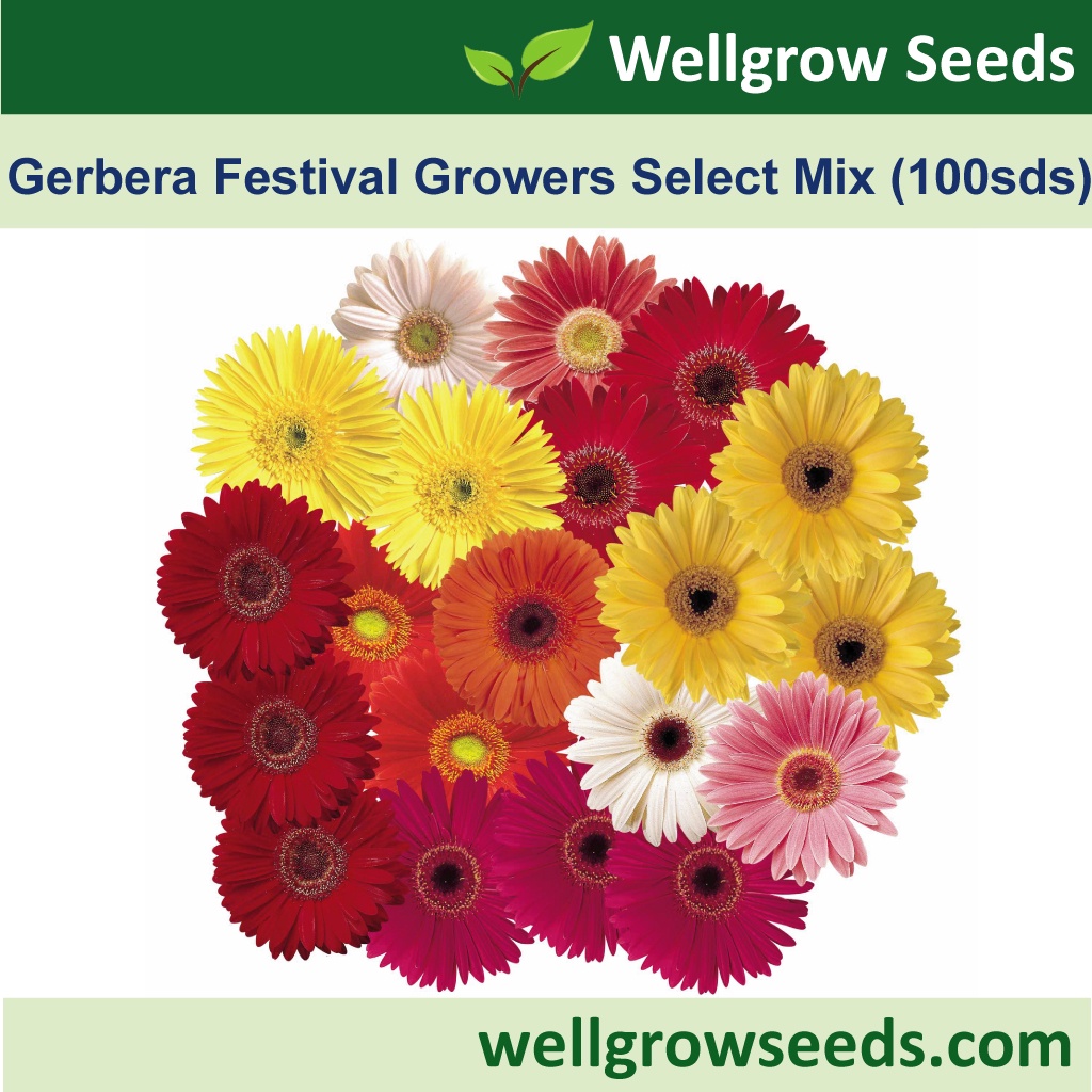 gerbera Discounts And Promotions From Wellgrow Seeds Official Store |  Shopee Malaysia