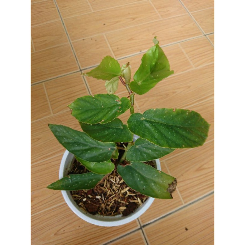 Begonia albopicta tamaya | Shopee Malaysia