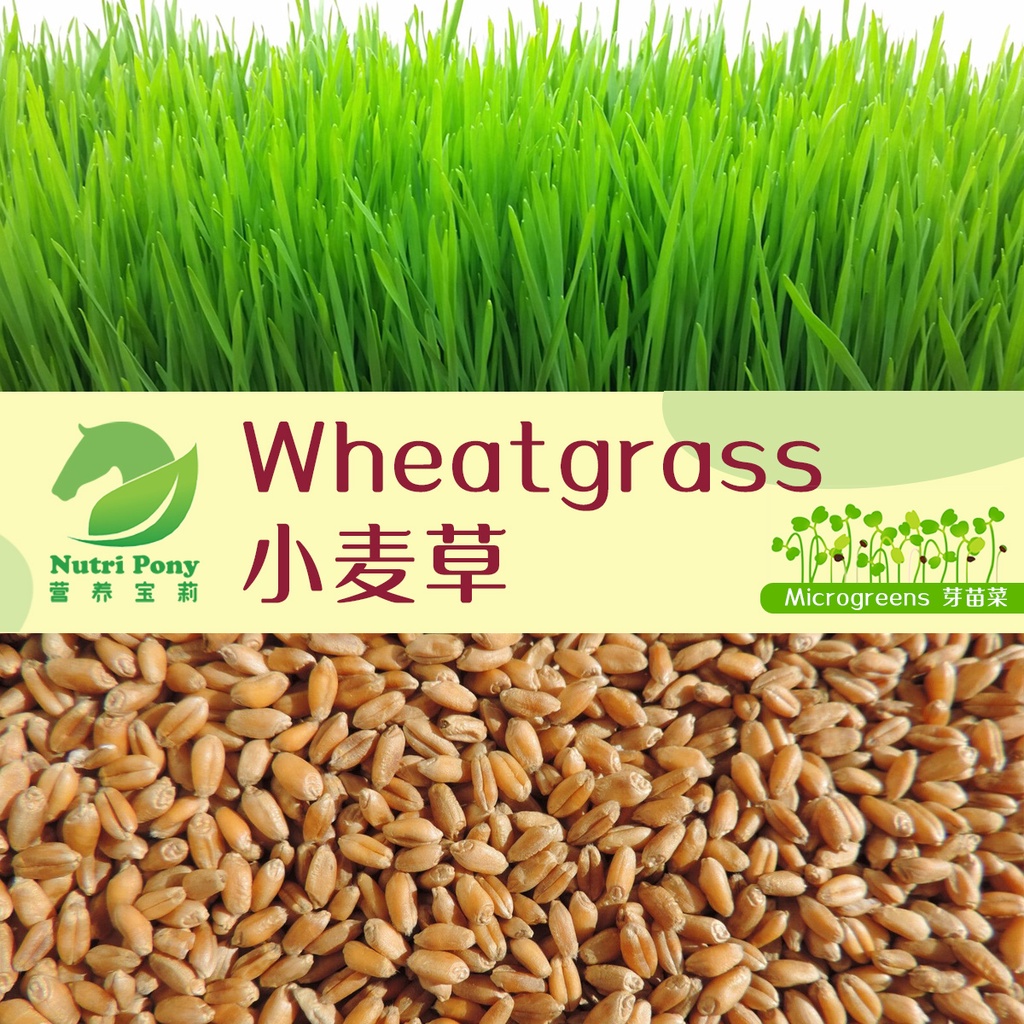 1 Kg Wheatgrass Microgreens Seeds Non Gmo 小麦草芽苗菜种子biji Benih Gandum Rumput Nutri Pony Wholesales Raw Wheat Grain Grass Shopee Malaysia