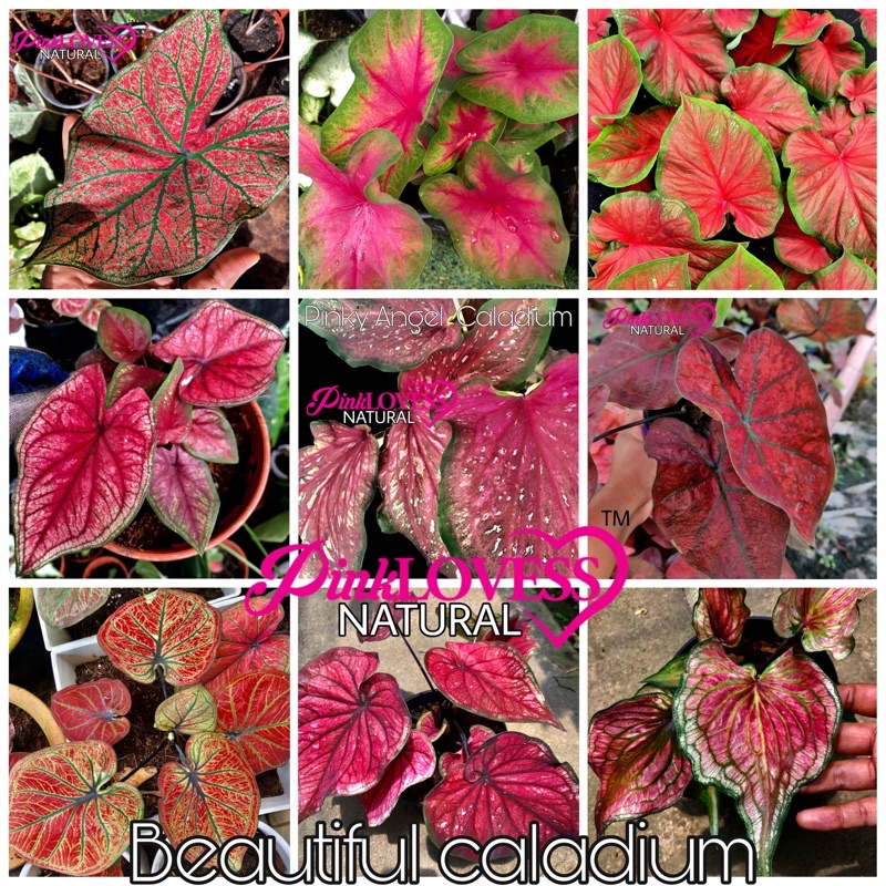 Keladi Viral Caladium Keladi Cantik Keladi Merah Keladi Rare Bunga Keladi Keladi Murah
