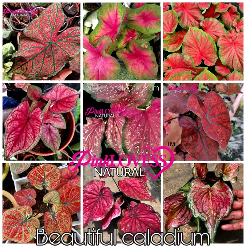 Keladi Viral Caladium Keladi Cantik Keladi Merah Keladi Rare Bunga Keladi Keladi Murah