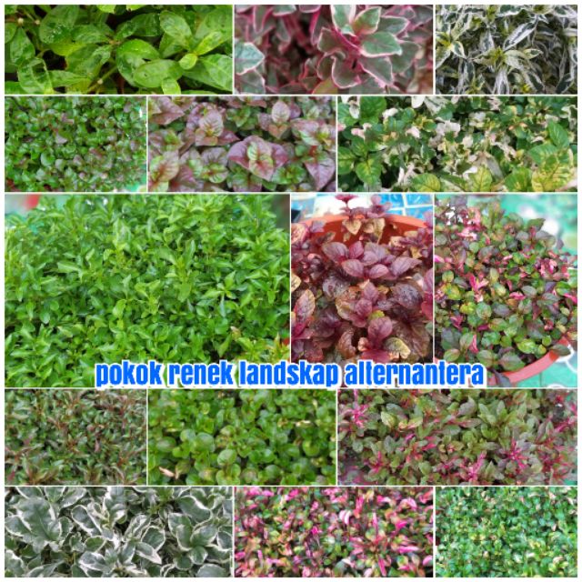 Renek pokok Juniper Meyeri: