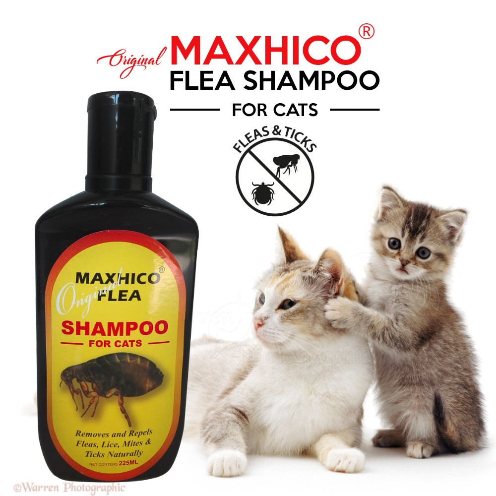 cat lice shampoo