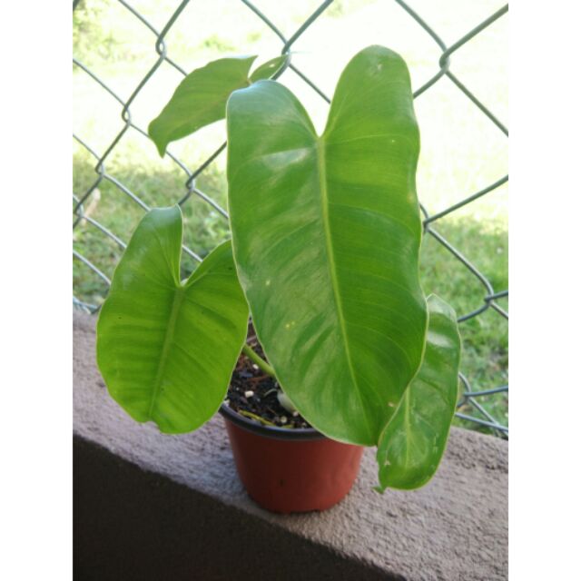 Philodendron Burle Marx Small Pot Indoor Plant Shopee Malaysia