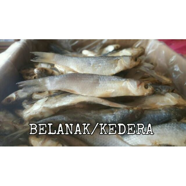 New Stock Ikan Belanak Masam Ikan Kedera