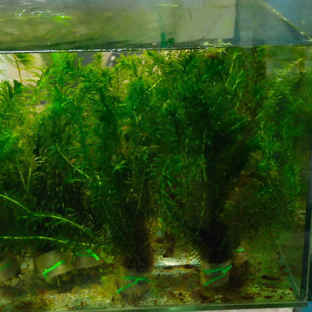 Hydrilla PLANT fresh water(Betta/Guppy/Lobster/Aquascape)