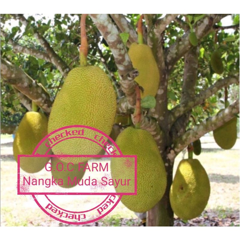 Nangka Muda sayur Segar (Sebiji) | Shopee Malaysia