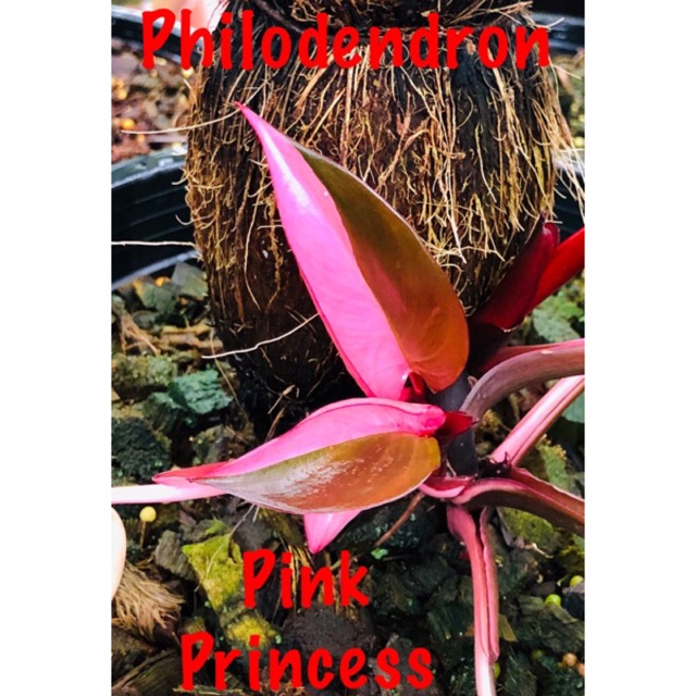 Philodendron Pink Princess No Variegation Yet Pokok Plant Shopee Malaysia