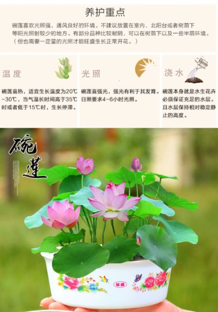 Hot Potted Plant 碗莲水培植物花种四季室内开花不断水养睡莲荷花种子莲花种籽盆栽 Shopee Malaysia