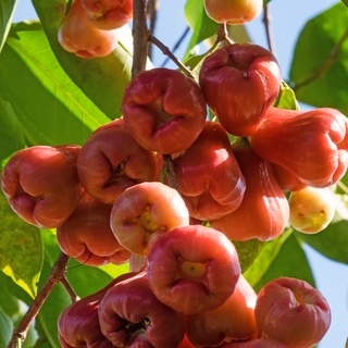 Jambu Air / Malay Rose Apple (Syzygium aqueum) - Pokok Hidup / Live ...