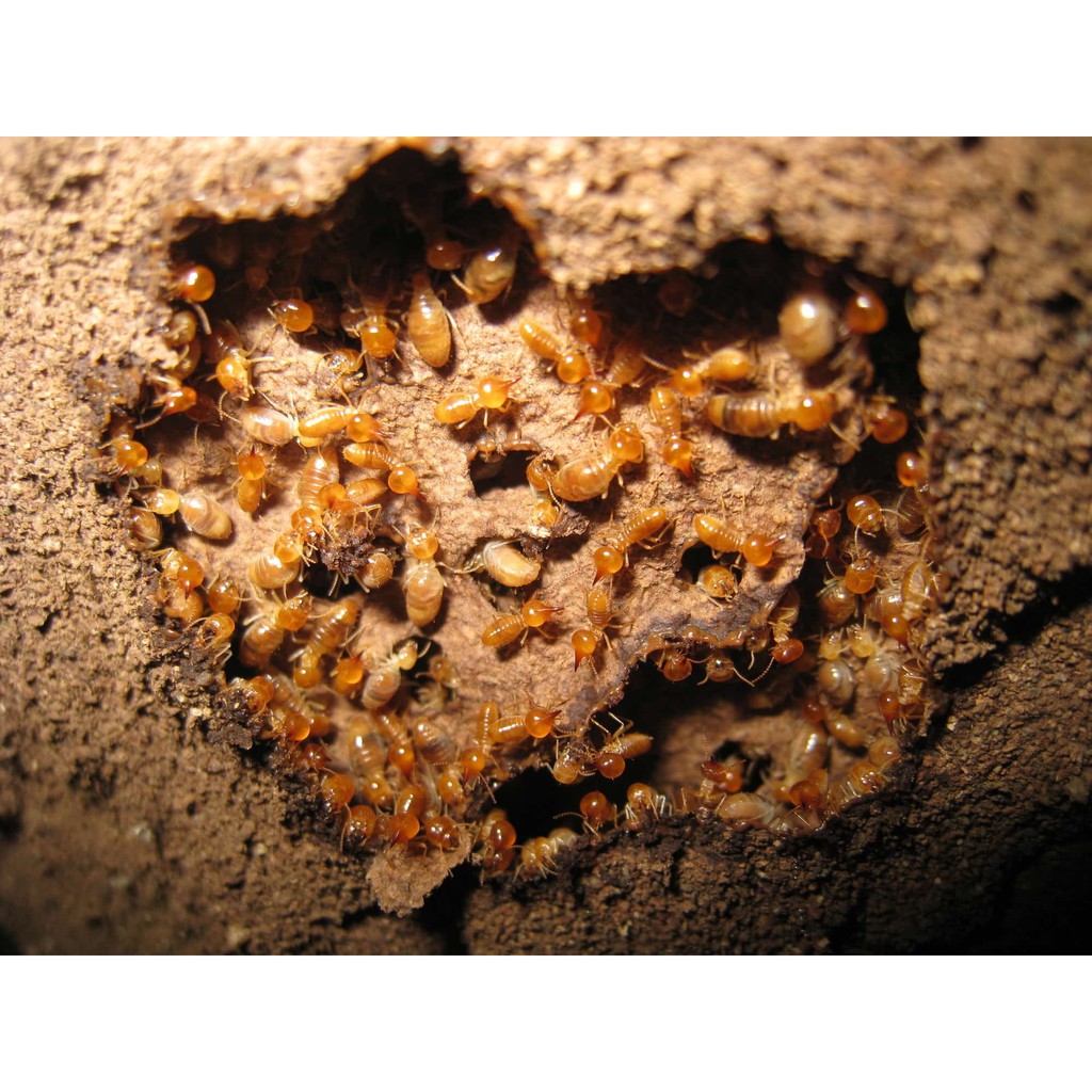 Savetron Wood Box Termite Varnish Bait for indoor and Outdoor_40