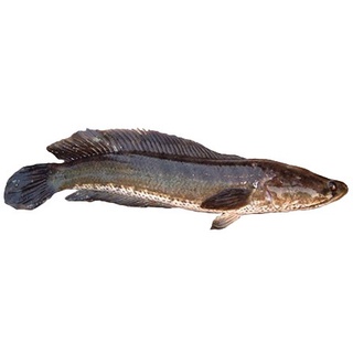 Ikan Haruan Fish Snake Head 生鱼 Shopee Malaysia