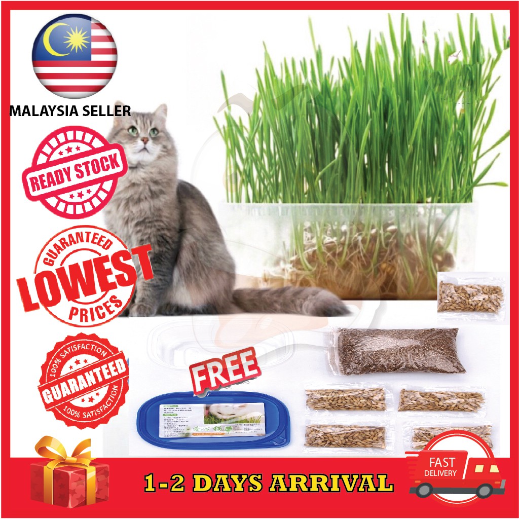 [1 set] Biji Benih Rumput Kucing Pet grass Wheatgrass Seed Plants Ready