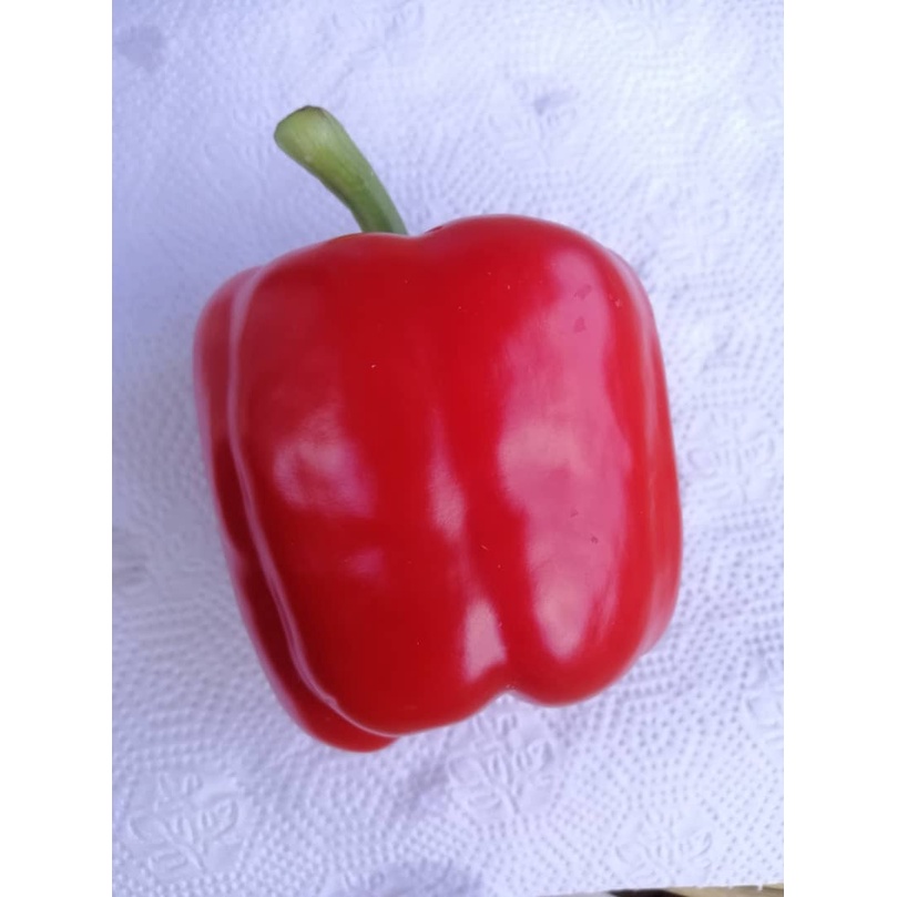 Biji Benih Lada Benggala Bell Pepper Seeds Shopee Malaysia