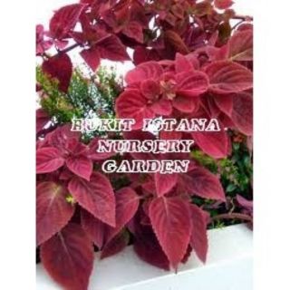 Anak Pokok Ati ari warna merah dalam pasu 13cm Pokok Anak Pokok Ati ari warna merah dalam pasu 13cm Pokok