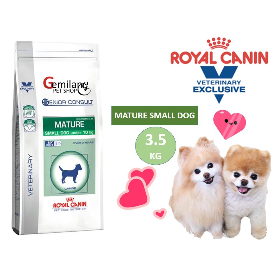 mature consult small dog